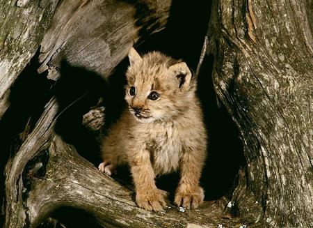 Where are you Mom? - black, white, cub, den, brown, alone, lynx, cat