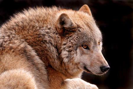 At rest - wolf, sunlight, brown and white, resting, black background