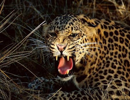 Spotted fury - pretty, leopard, hiding, brown, forest, black, angry, white, fans, growl, spots, teeth