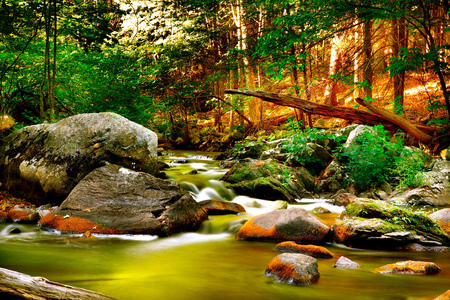 Filtering sunlight - sunlight, trees, forest, water