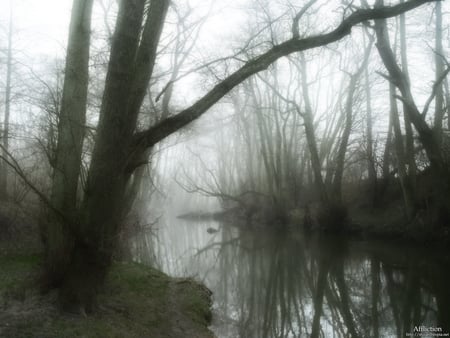 nature - nature, trees, peace, lriver, foggy