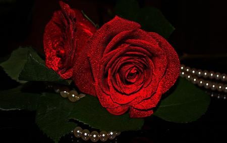 Pearls and roses - roses, pearls, black background, red, glittering