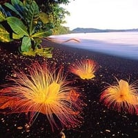 Beach flowers