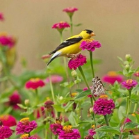 Finch flowers and a butterfly