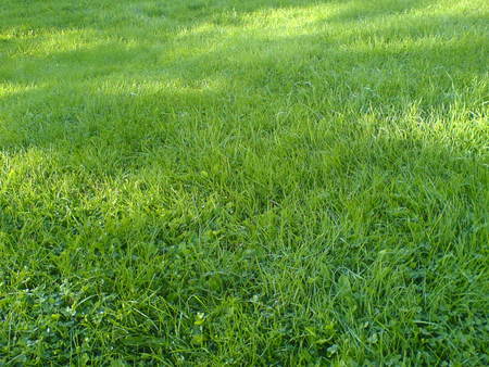 Grass - grass, light, nature, green