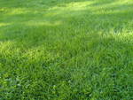 Grass