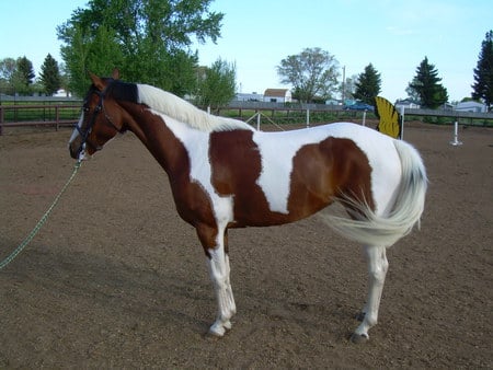 Beautiful Filly - filly, tobiano, paint, horse