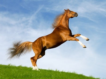 High Spirits - high spirits, chestnut, horse, equus