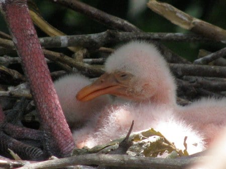 Flamingo Chick - chick, pink, flamingo, baby