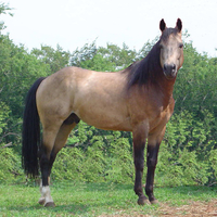 Buckskin Stallion