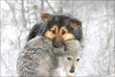 I Warm You - snow, cold, winter, dogs