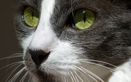 Cat Close Up - close up, closeup, cat, profile, eyes, eye, look