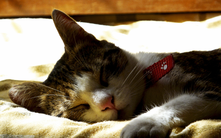 Summer Time to Keep Sleeping... - sleeping, cat, duerme, gabegams, sleepy, gams, sleep, durmiendo, gato, gata