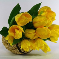 still life