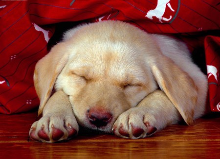 Dreaming Away - paws, reb blanket, puppy, cute