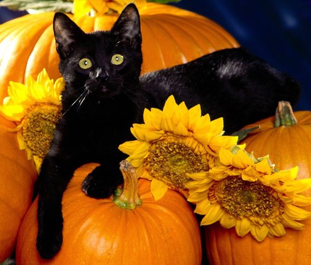 Midnight - black, sunflowers, pumpkins, cat