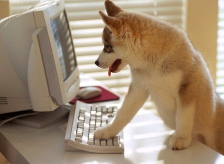 I Can Help - computer, cute, dog, tongue