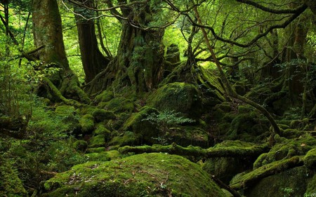 Amazing Forest - nature, green, tree, forest