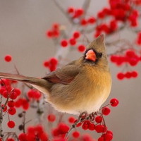 Bird on Mountain Ash