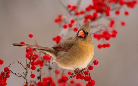 Bird on Mountain Ash