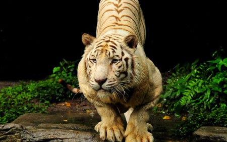 Tiger - nature, forest, tiger, animals