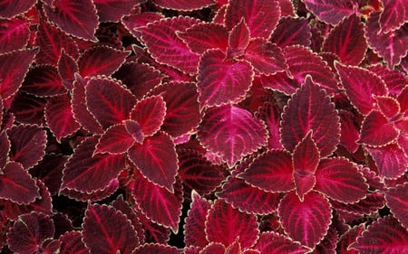 Red Flowers - nature, abstract, flowers, red