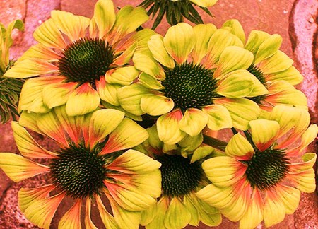 September days - bright, autumn colors, bouquet, flowers, yellow green  and orange