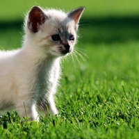 curious kitty