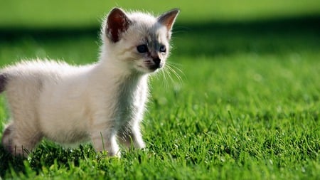 curious kitty - white, green, curious kitty, cat