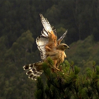 RED SHOULDERED HAWK