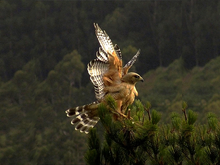 RED SHOULDERED HAWK - bird, landing, beautiful, hawk, jungle, raptor, tree