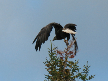 envol - bird, eagle, wing, predator