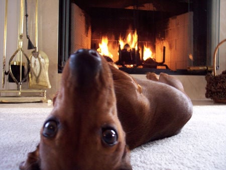 WHAT!!!! - warmth, fireplace, spoiled, comfy, dog, home