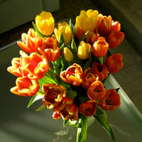 Tulips in many colors