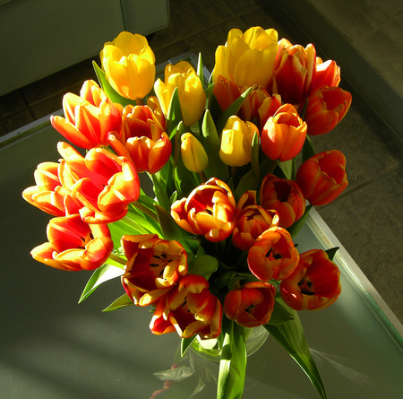 Tulips in many colors - flowers, tulips, colourful, colour