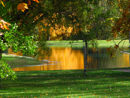 Golden glow - golden, yellow, park, autumn