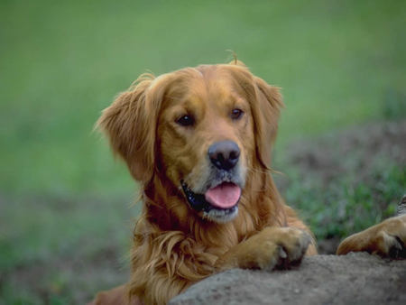 now i will say my prayers - adorable, cute, praying, pup