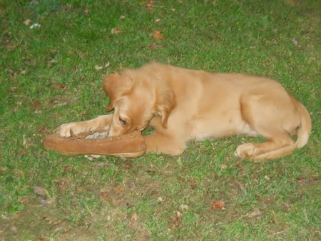 I once had a slipper - jazz, slipper, puppy, golden retriever