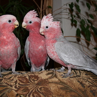 Pink and Grey Cockatoos