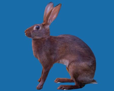 Belgian Hare - animal, hare, rabbit, bunny