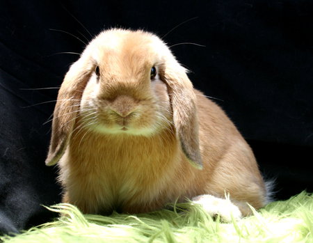 Holland Lop - animal, holland lop, rabbit, bunny