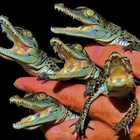 baby alligators