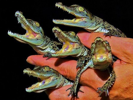 baby alligators - cute, alligators, baby, reptiles