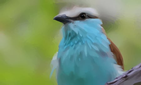 Pretty Bird - pretty, bird, bright, aquamarine