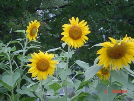 Sunflowers - nature, sunflowers, life, photos