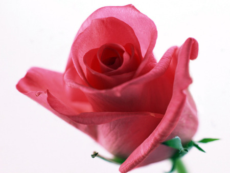 Pink Rose - romantic, soft, petals, bud, rose