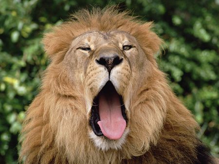 Yawn - fluffy, lion, cat, wild, big