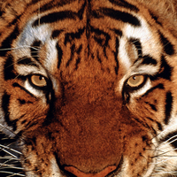 Tigar Face