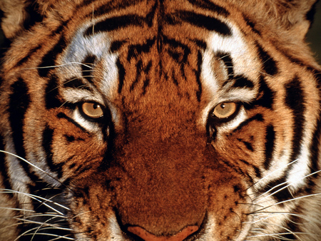 Tigar Face