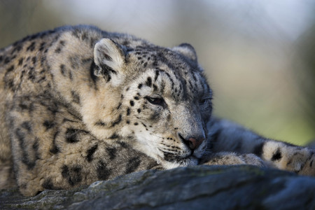 Sleepy Time - feline, snow leopard, cat, beautiful